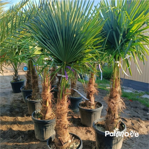 Trachycarpus Fortunei 180-190cm